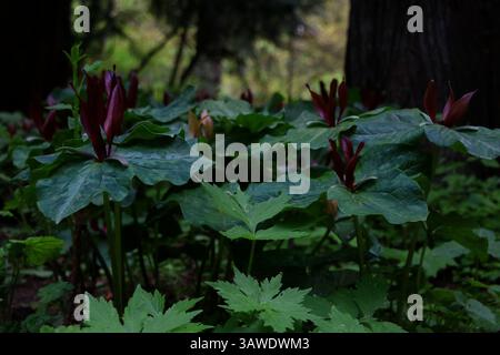 Scène représentant la rare fleur Trillium kurabayashii entourée de feuilles vert foncé. Prise au jardin botanique de Leach à Portland, Oregon. Banque D'Images