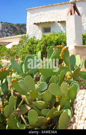 Opuntia, communément appelé le cactus de la barbarie, est un genre de plantes à fleurs de la famille des cactus Cactaceae, dont beaucoup sont connues pour leurs fruits savoureux et leurs fleurs voyantes. Les cactus sont originaires des Amériques et sont bien adaptés aux climats arides ; cependant, ils sont encore vulnérables aux altérations des précipitations et de la température causées par les changements climatiques. La plante a été introduite dans d'autres parties du monde, y compris en Europe du Sud. Photographié dans les Pouilles, dans le sud de l'Italie. Banque D'Images