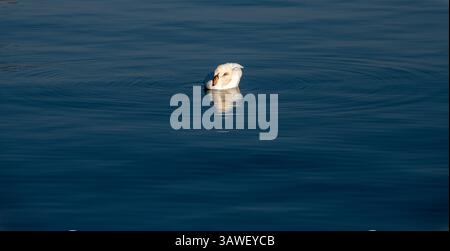 Cygne dans l'eau, lac de Lugano, Yicino, Suisse. Les cygnes sont des oiseaux du genre Cygnus de la famille des Anatidae. Les cygnes sont regroupés avec les oies étroitement apparentées dans la sous-famille des Anserinae où ils forment la tribu des Cygnini. Parfois, ils sont considérés comme une sous-famille distincte, les Cygninae. Le lac de Lugano est un lac glaciaire situé à la frontière entre le sud de la Suisse et le nord de l'Italie. Le lac, nommé d'après la ville de Lugano, Banque D'Images