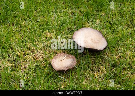 champignons bruns poussant dans l'herbe verte Banque D'Images