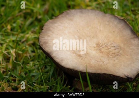 champignons bruns poussant dans l'herbe verte Banque D'Images