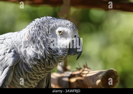 Perroquet gris (Psittacus erithacus timneh), adulte sur arbre, portrait animal, occurrence Afrique centrale et Afrique de l'Ouest, captif, Hesse, Allemagne, Europe Banque D'Images