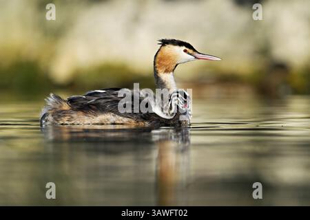 Great Crested Grebe (Podiceps festonné Ribonfish), avec des poussins en plumage nageant dans l'eau, lac de Zoug, Canton de Zoug, Suisse, Europe Banque D'Images