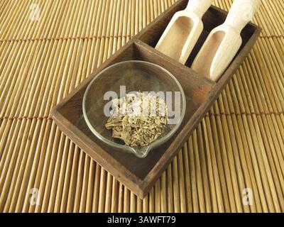 Porte-greffes kava kava, rhizome kava kava Banque D'Images