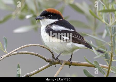 Shrike à tête rouge, (sénateur Lanius), animaux, oiseaux, Sotzwarte, Songbird, Shrike family, Lesbos, Lesbos Island, Grèce, Europe Banque D'Images