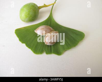Graines de ginkgo ou noix de ginkgo et une feuille du ginkgo, ginkgo biloba Banque D'Images