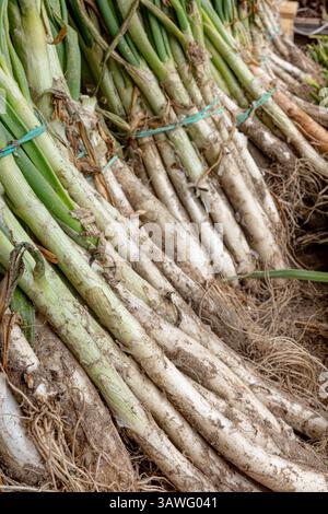 Calcottes fraîchement récoltées avec de la saleté et des racines, empilées en grappes, oignons de printemps longs Banque D'Images
