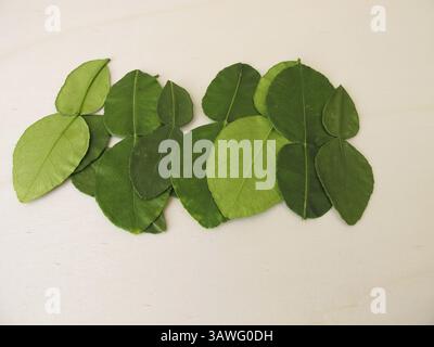 Feuilles de citron vert kaffir fraîches Banque D'Images