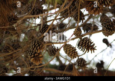 détail pomme de pin en bois de forêt brune Banque D'Images