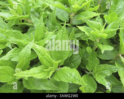 Parietaria officinalis, Parietaria officinalis Banque D'Images
