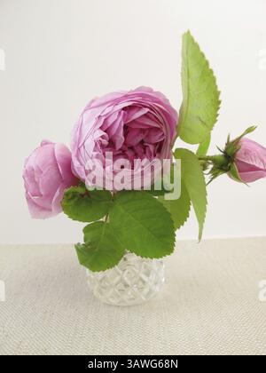 Roses damassées dans un vase Banque D'Images