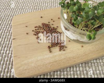 Graines de pousses de radis et pousses de radis dans un bocal Banque D'Images