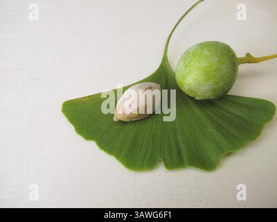 Graines de ginkgo ou noix de ginkgo et une feuille du ginkgo, ginkgo biloba Banque D'Images