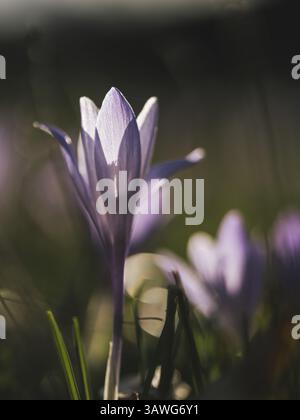 Fleur de crocus violette dans une lumière douce avec un fond flou dans un environnement naturel Banque D'Images
