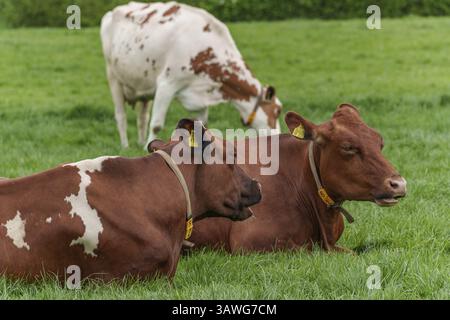 Deux vaches brunes couchées tandis qu'une vache blanche pèle dans l'herbe, borken, muensterland, allemagne Banque D'Images
