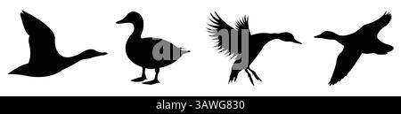 Silhouettes de canard en vol et debout – ensemble vectoriel de la faune Illustration de Vecteur