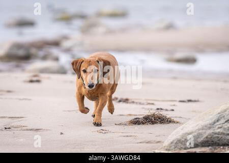 Teckel aux cheveux lisses courant sur le rivage de la mer. Teckel rouge brunâtre sur fond de nature. Chien Teckel également connu sous le nom de chien wiener. Banque D'Images