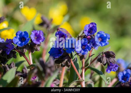 Les premières fleurs printanières de la Pulmonaria. Fleur et bourgeons de fleurs colorées d'armoise poumon intacte, Pulmonaria, printemps dans la forêt, texture de fond. Banque D'Images