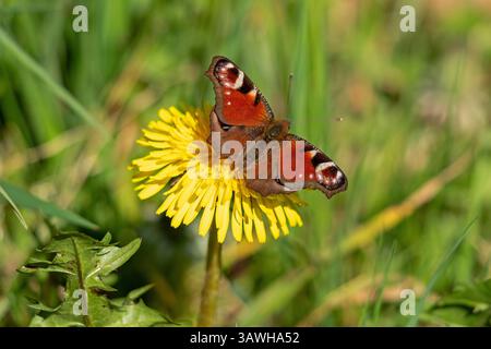 Papillon paon (Aglais io) sur fleur de pissenlit, Mallum, Eibergen, Gueldre, pays-Bas Banque D'Images