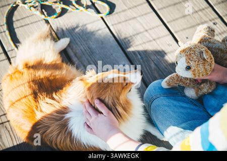 Shetland Sheepdog avec la famille lors d'une visite de la ville Banque D'Images