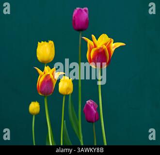 Édimbourg, Écosse. 20 avril 2025. Bulbes de tulipes hollandaises en floraison pour Pâques, Édimbourg, Écosse, Royaume-Uni. Temperatue a augmenté à 11 degrés centigrades en milieu d'après-midi après un matin très nuageux pour le dimanche de Pâques. Credit : Archwhite/Alamy Live news. Crédit : Arch White/Alamy Live News Banque D'Images