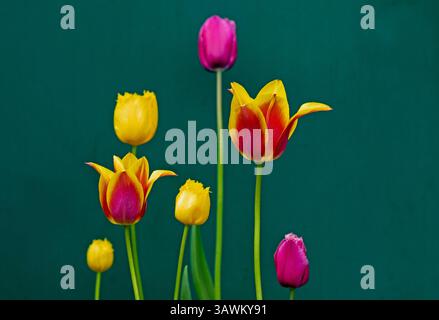 Édimbourg, Écosse. 20 avril 2025. Bulbes de tulipes hollandaises en floraison pour Pâques, Édimbourg, Écosse, Royaume-Uni. Temperatue a augmenté à 11 degrés centigrades en milieu d'après-midi après un matin très nuageux pour le dimanche de Pâques. Credit : Archwhite/Alamy Live news. Crédit : Arch White/Alamy Live News Banque D'Images