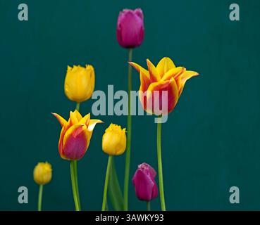 Édimbourg, Écosse. 20 avril 2025. Bulbes de tulipes hollandaises en floraison pour Pâques, Édimbourg, Écosse, Royaume-Uni. Temperatue a augmenté à 11 degrés centigrades en milieu d'après-midi après un matin très nuageux pour le dimanche de Pâques. Credit : Archwhite/Alamy Live news. Crédit : Arch White/Alamy Live News Banque D'Images