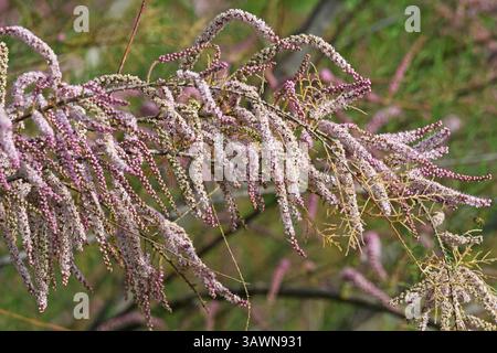 Fleurs de Tamarix tetragyna Banque D'Images
