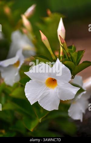 Belle fleur blanche de Mandevilla (Dipladenia, Jasmin brésilien, Jasmin chilien) avec de nouveaux bourgeons en arrière-plan. Fond flou empilé de mise au point. Banque D'Images