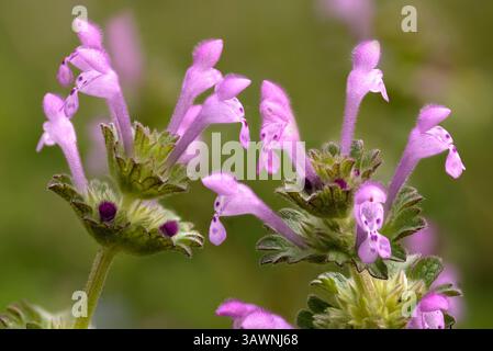 Henbit Wildflowers (Lamium amplexicaule) également connu sous le nom de Henbit Deadnettle, une mauvaise herbe commune aux feuilles larges au printemps. Banque D'Images