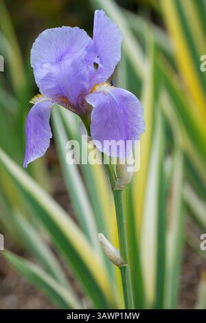 Iris pallida aurea variegata, iris dalmate, racine d'Orris, iris zébré, bleu violet pâle, fleurs parfumées, barbes blanches, jaunes vers l'arrière Banque D'Images