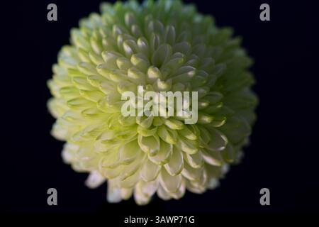 Fleur ronde de chrysanthème vert sur fond noir. Banque D'Images