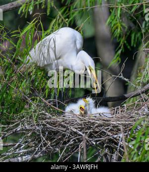 La grande aigrette (Ardea alba) régurgite la nourriture partiellement digérée pour les poussins nouvellement éclos, High Island, Texas, États-Unis. Banque D'Images