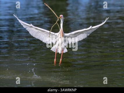 Aigrette de bétail (Ardea [Bubulcus] ibis) collectant un bâton à la surface de l'eau pour l'utiliser comme matériau de nidification, région de Houston, Texas, États-Unis. Banque D'Images