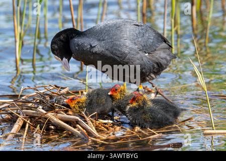 Coot eurasien / coot commun (Fulica atra) parent avec trois poussins reposant sur le nid dans l'étang parmi le roseau dans le marais / marais au printemps Banque D'Images