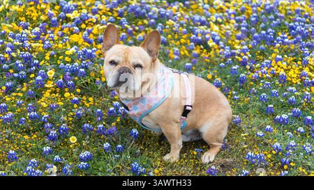 Homme français de 8 ans assis à côté de fleurs sauvages en fleurs. Banque D'Images