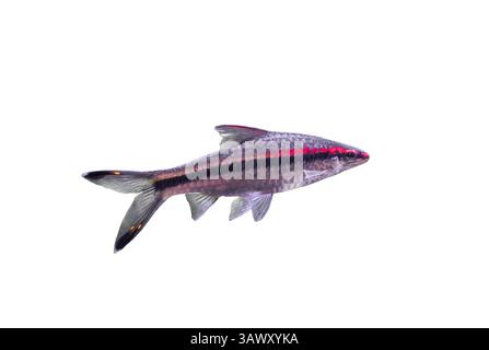 Poisson rayé barbé de Denison isolé sur fond blanc, vue de côté. Puntius denisonii (Miss Kerala, barbe de torpille rouge, requin roseline) découpé IC Banque D'Images