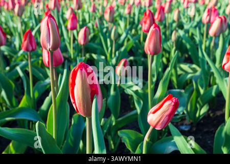 Champs de tulipes cramoisies par un beau matin de printemps. Banque D'Images