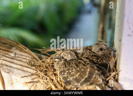 Dove en deuil Zenaida macroura nid avec deux poussins dans le nid au-dessus d'un drain de gouttière de maison. Banque D'Images