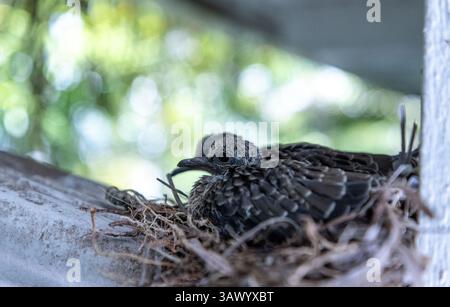 Dove en deuil Zenaida macroura nid avec deux poussins dans le nid au-dessus d'un drain de gouttière de maison. Banque D'Images