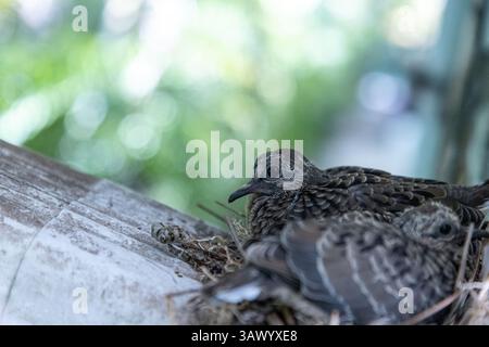 Dove en deuil Zenaida macroura nid avec deux poussins dans le nid au-dessus d'un drain de gouttière de maison. Banque D'Images