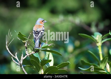 Fringilla coelebs aka Common Chaffinch perché sur la branche de l'arbre. Oiseau commun en république tchèque. Nature de la république tchèque. Banque D'Images