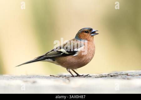 Fringilla coelebs aka Common Chaffinch perché sur le sol avec de la nourriture dans le bec. Oiseau commun en république tchèque. Isolé sur fond flou clair. Banque D'Images