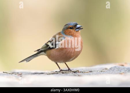 Fringilla coelebs aka Common Chaffinch perché sur le sol avec de la nourriture dans le bec. Oiseau commun en république tchèque. Isolé sur fond flou clair. Banque D'Images