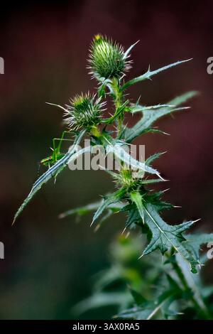 Cirsium vulgare, une plante de chardon commun avec des tiges et des feuilles ailées à pointe épine, des têtes de fleurs roses ou violettes. ALIAS : chardon lance, chardon Bull. Banque D'Images