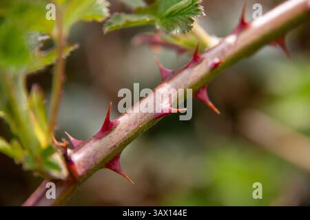 Photographie macro d'une tige de ronce épineuse présentant des épines rouges vives et des feuilles vertes fraîches. La faible profondeur de champ met en évidence le detai complexe Banque D'Images