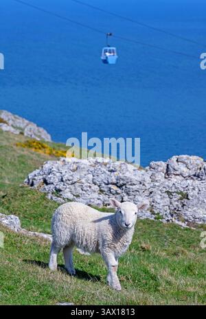 Welsh Lamb bénéficie d'un beau soleil printanier sur la Great Orme à Llandudno tandis qu'un téléphérique passe en arrière-plan. 20 avril 2025. Banque D'Images