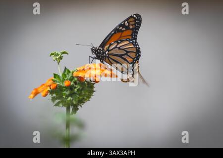 Papillon monarque (Danaus plexippus) sur une plante à queue de lion pourchassée par une guêpe dans un jardin printanier à Irvine, Californie du Sud ; États-Unis Banque D'Images