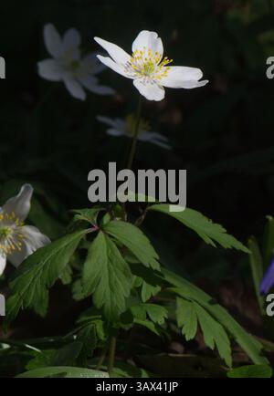 Fleurs d'anémone de bois (Anemone nemorosa), prises dans les bois à Yarrow Valley Park, Chorley, Lancashire, Royaume-Uni le 1er avril 2025. Banque D'Images