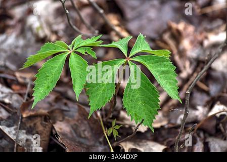 Le crampon de Virginie (Parthenocissus quinquefolia) peut être identifié par 5 folioles par feuille. Banque D'Images